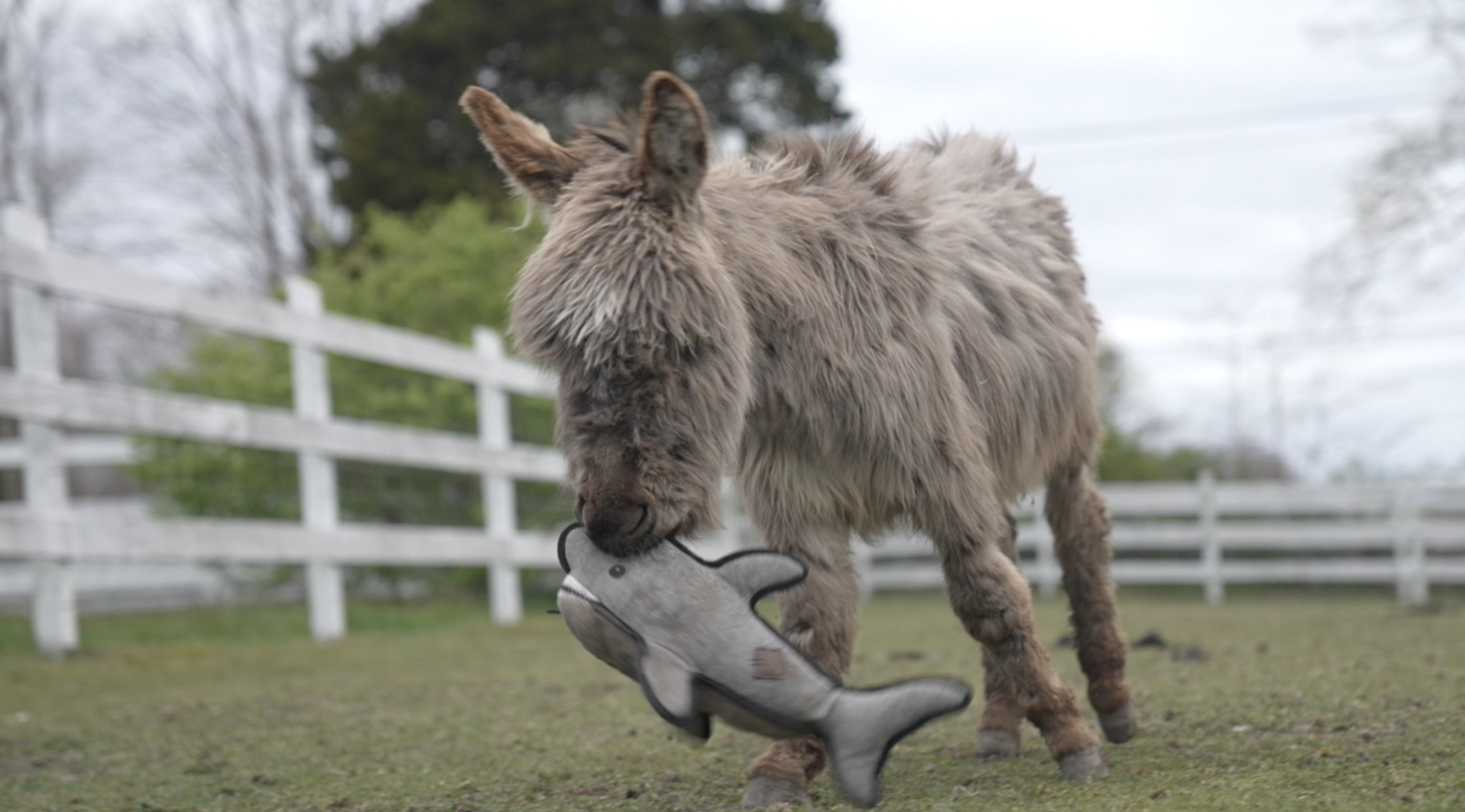 Abused, neglected farm animals more common than initially thought - Vimarsana News